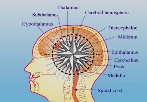 Diagrama de la relación entre la orientación y distintas partes del cerebro.